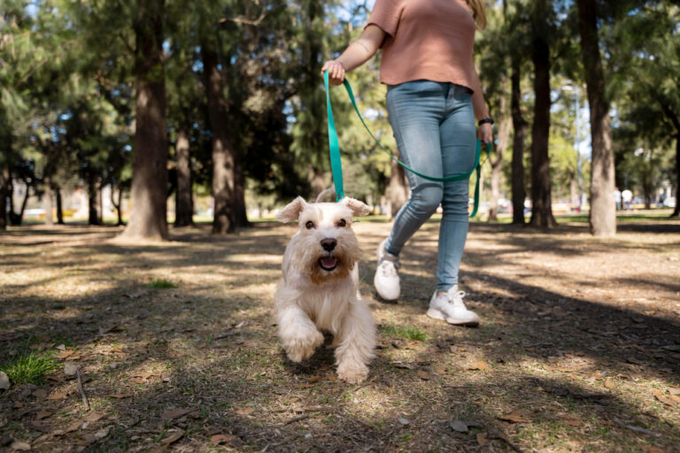 perro feliz paseando por el campo con su dueño
